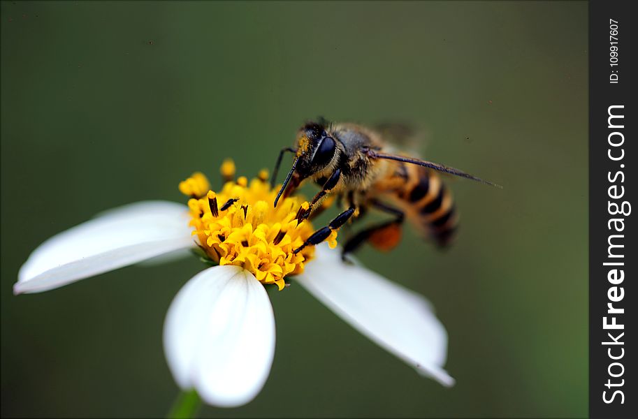 Macro Photography Of Bee