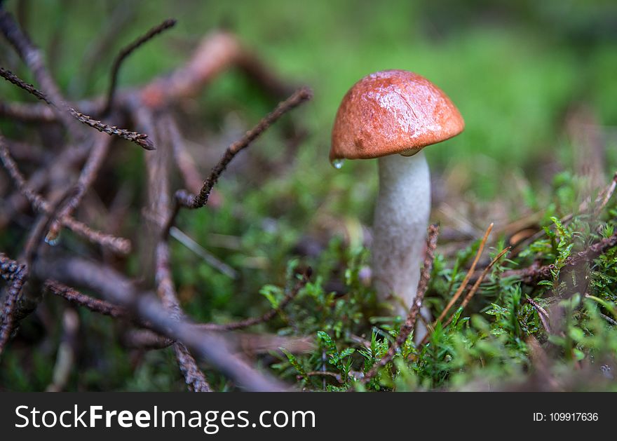 Close Up Focus Photo of a Brown and White Mushroom Beside Tree Branches