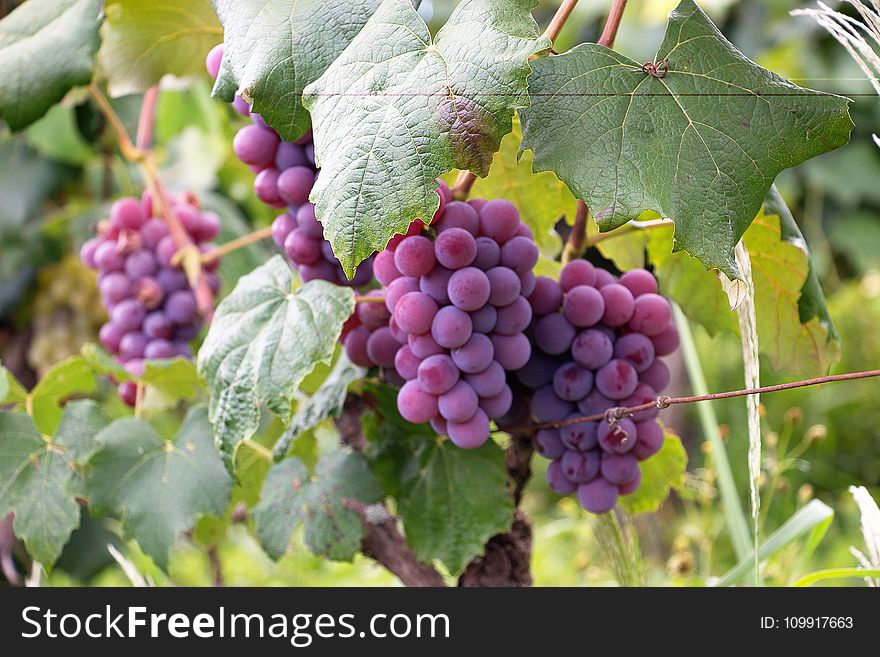 Purple Grapes