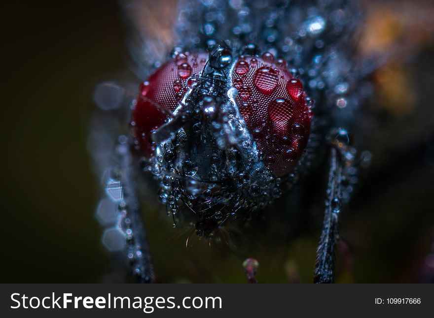 Macro Photograph of an Insect With Water Dew