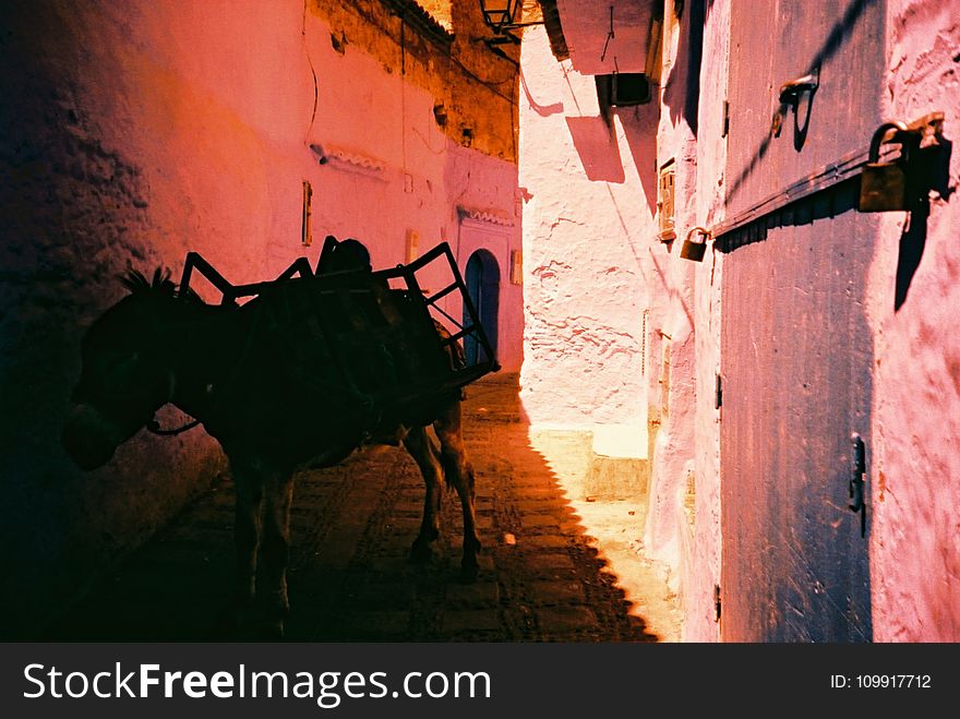 Donkey At A Alley