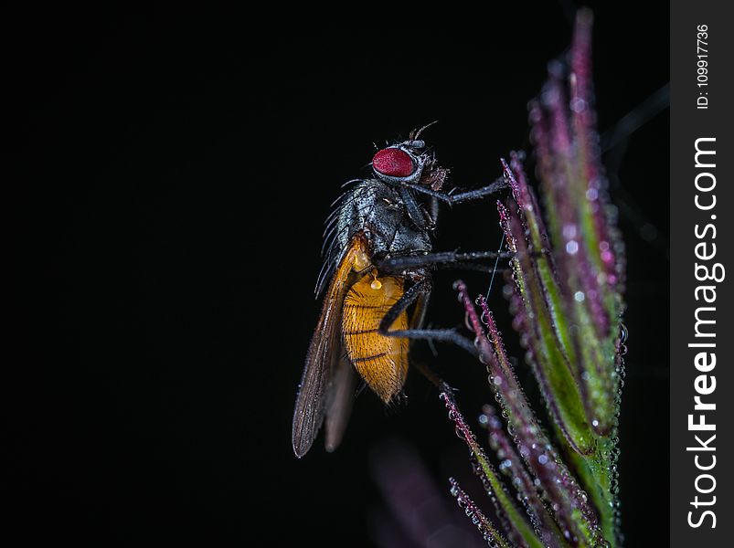 Macro Shot of Bee on Flower