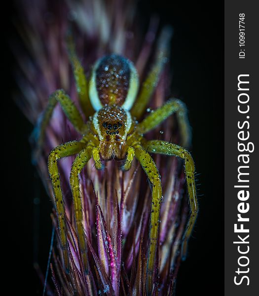 Macro Photography Of Lynx Spider