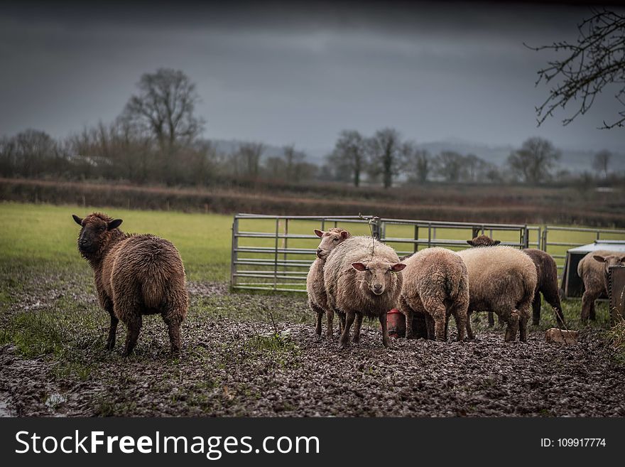 Herd of Brown and Beige Sheep on Field Under Gray Sky
