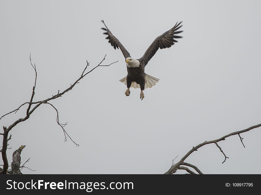 Eagle In Flight