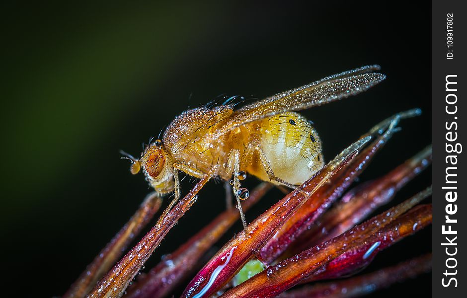 Yellow Winged Insect Close-up Photography
