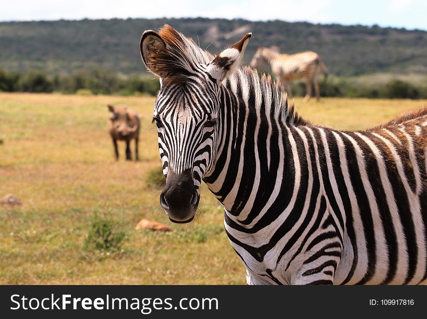 Zebra on Green Grass Field