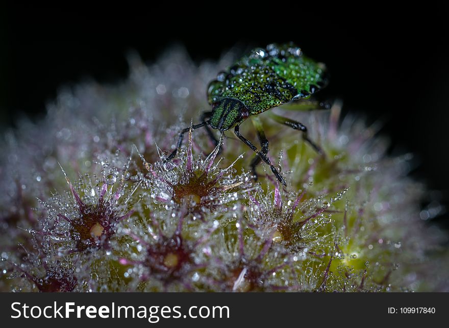 Green Bug on Flower Macro Photography