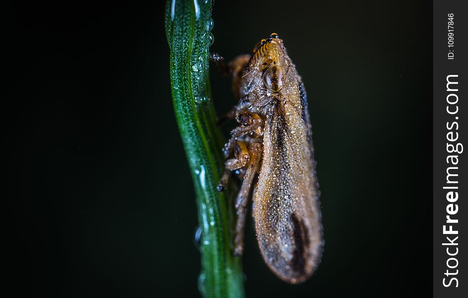 Macro Photography of Froghopper