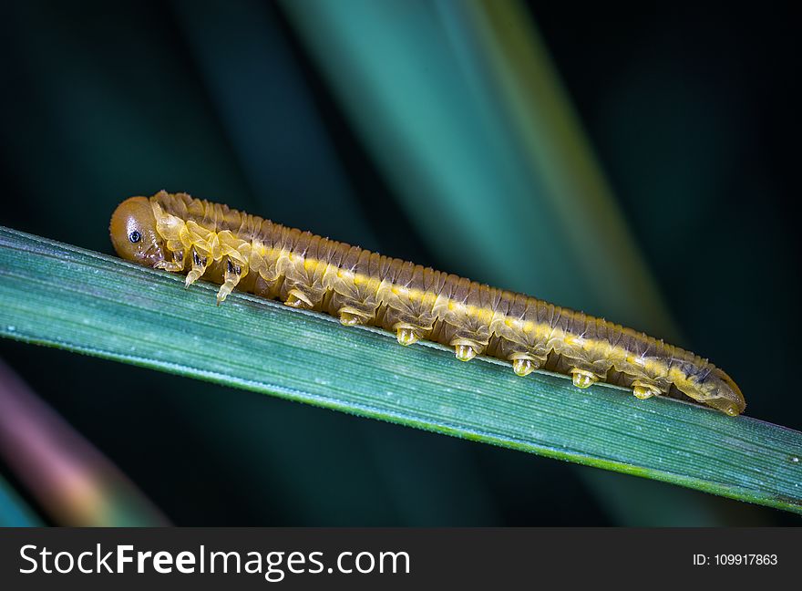 Brown Caterpillar Close-up Photography