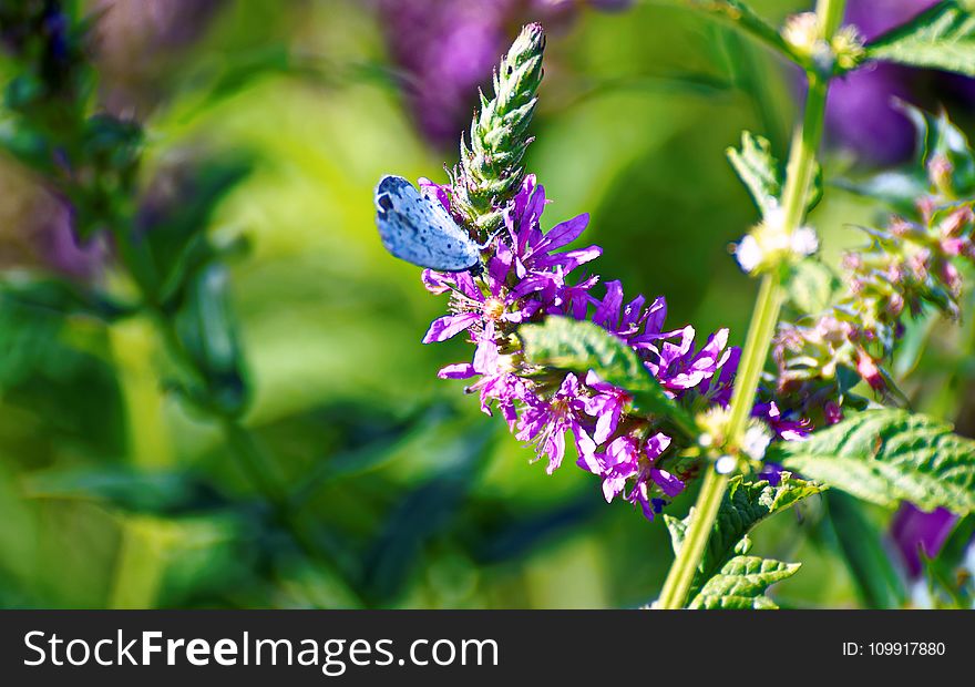 Purple Petaled Flower With Blue Butterfly