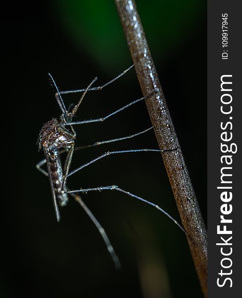 Black Mosquito Closeup Photo