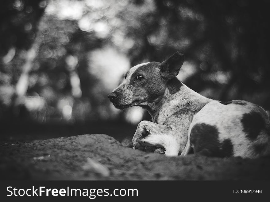 Grayscale Photography of Adult Short-coated Dog