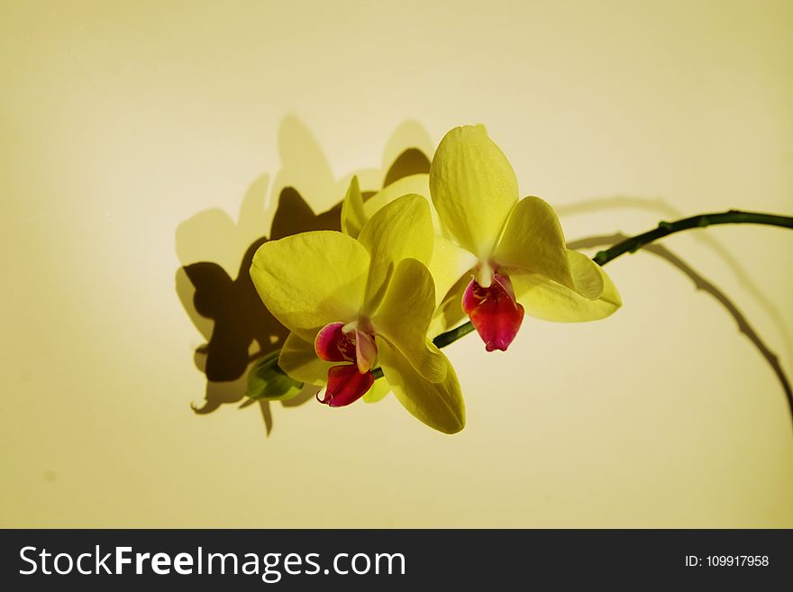 Close-up Photo Of Orchids