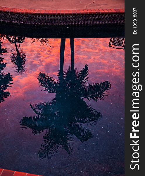 Reflection Of Two Coconut Tree On Body Of Water