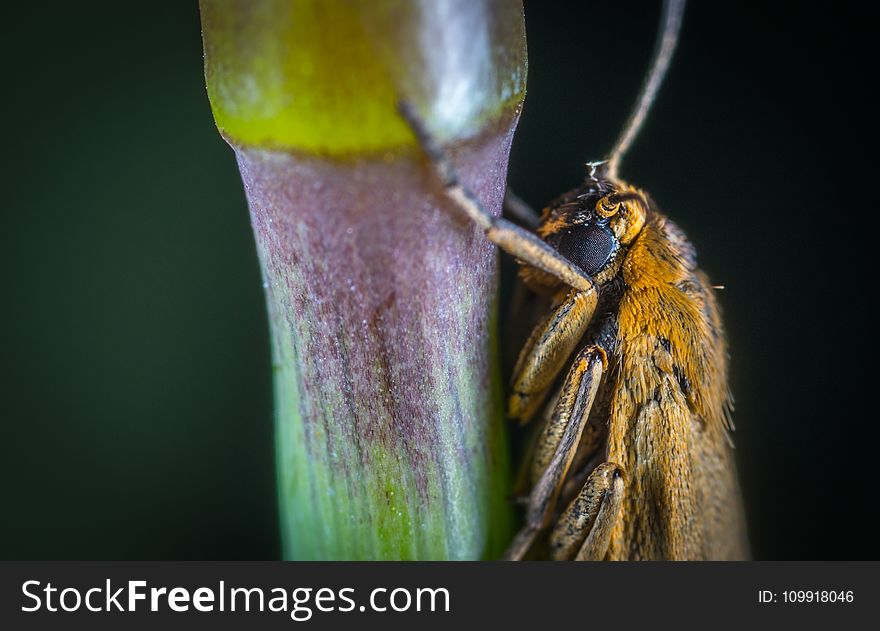 Close-up Photography Of Brown Moth Perched On Plant Stem