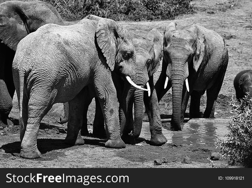 Grayscale Photo Of Four Elephants