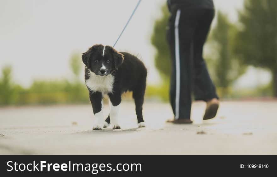 White and Black Border Collie Puppy Walk Beside Person in Track Pants