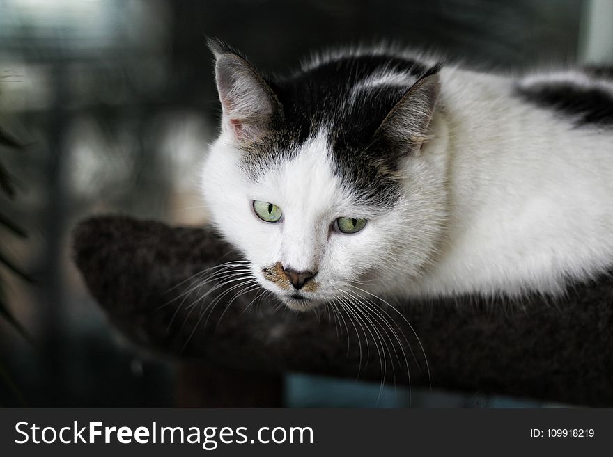 Shallow Focus Photography of White and Black Cat