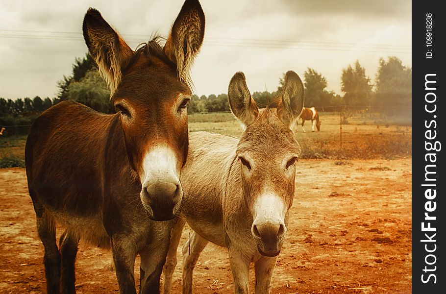 Two Brown Donkeys