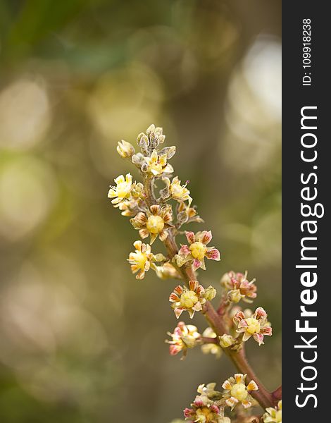 Shallow Focus Photography of Yellow and Pink Flowers