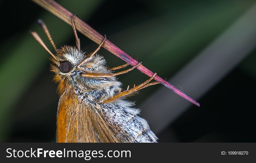 Macro Photography Of Brown Moth
