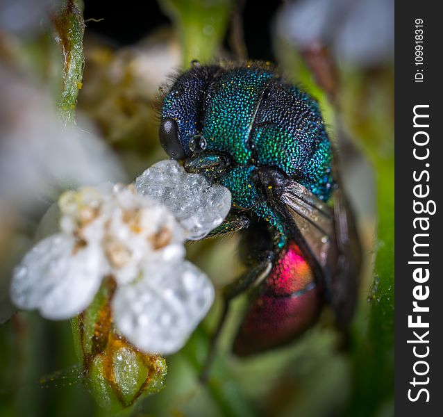 Blue and Red Cuckoo Wasp in Closeup Photo