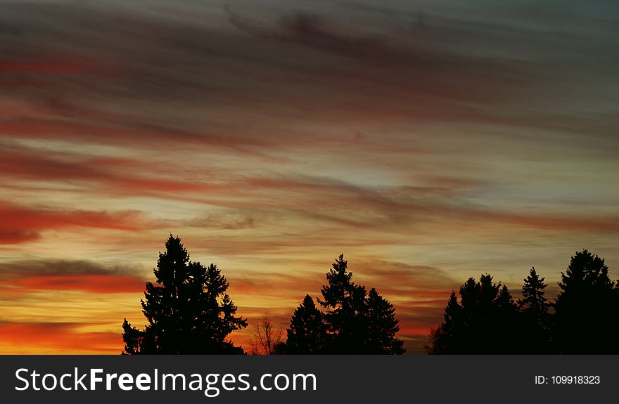 Silhouette Image of Trees Under Orange Clouds