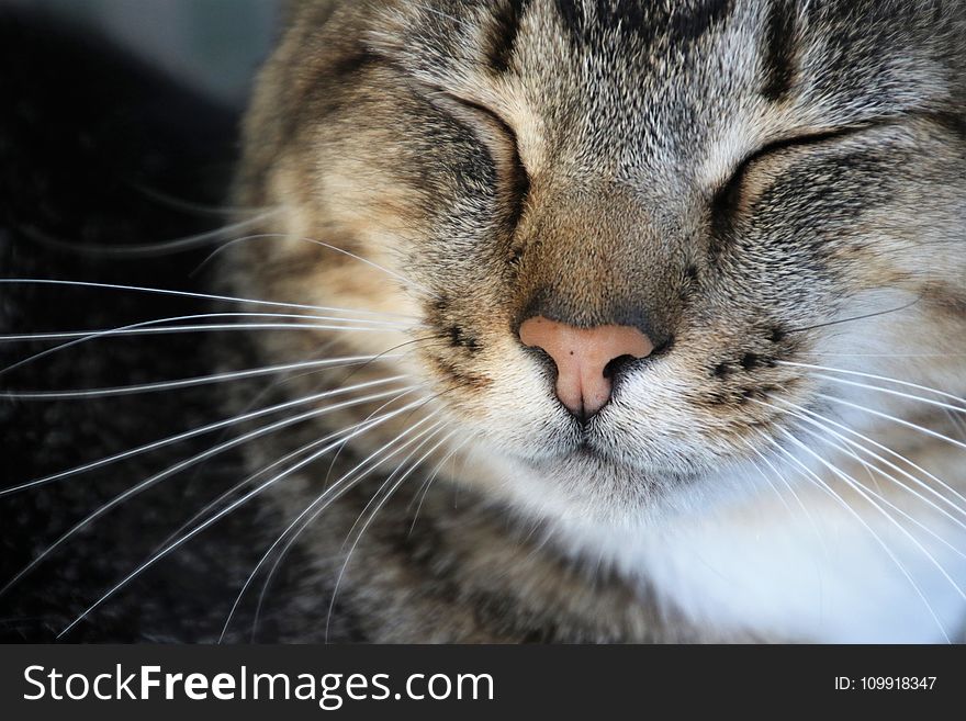 Close-Up Photography of a Cat Sleeping