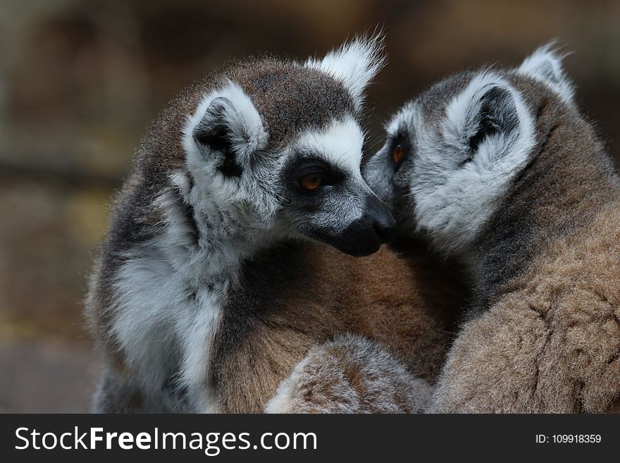 Two Lemurs