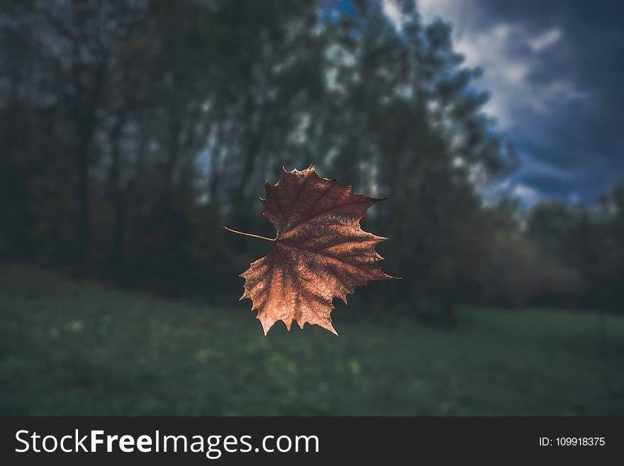 Brown Dried Leaf