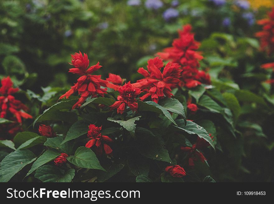 Selective Focus Photography of Red Petaled Flowers