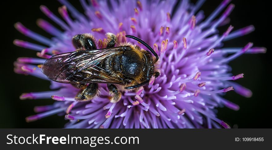 Black And Yellow Honey Bee On Purple Clustered Flower