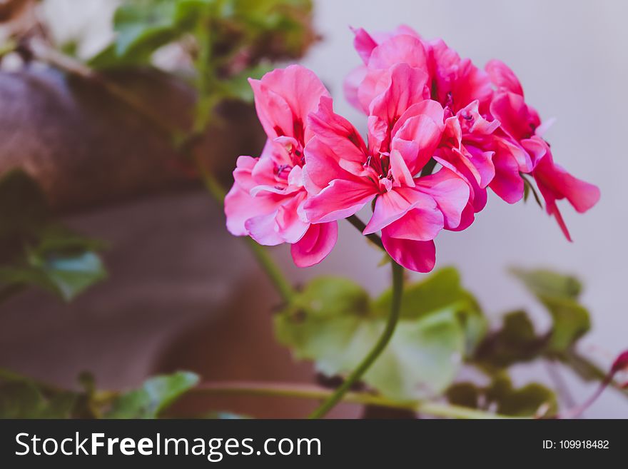 Pink Clustered Flower