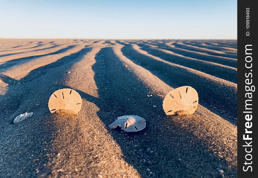 Three Sand Dollars On Sand