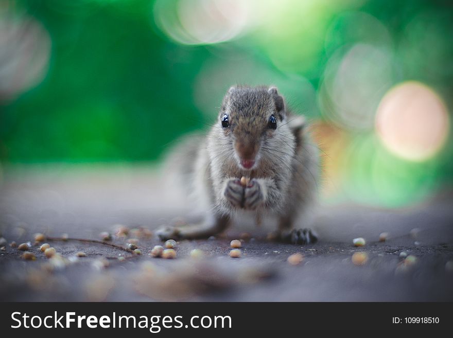 Selective Focus Photography Of Gray Squirrel Holding Seeds