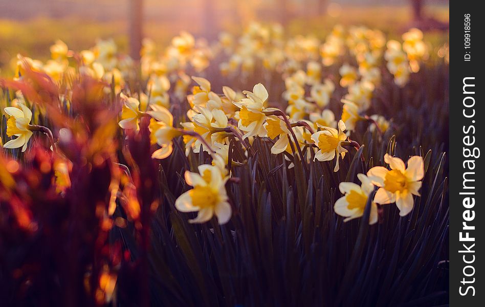 White And Yellow Petaled Flowers During Sunrise