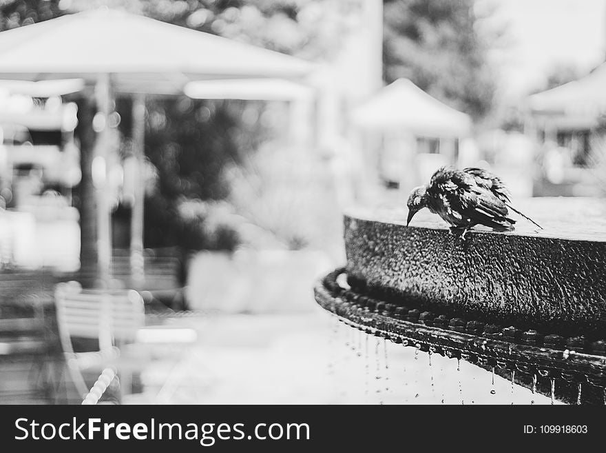 Grayscale Photo of Bird on Water Fountain