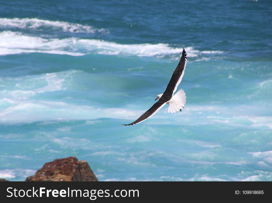 Time Lapse Photo of Soaring Bird Above the Sea