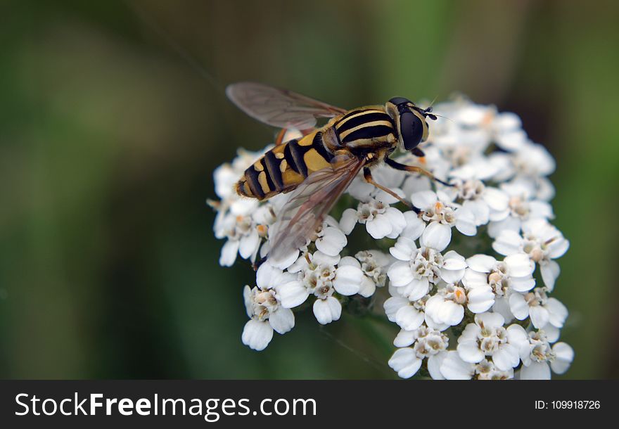 Macro Photography of Hoverfly on Flowers