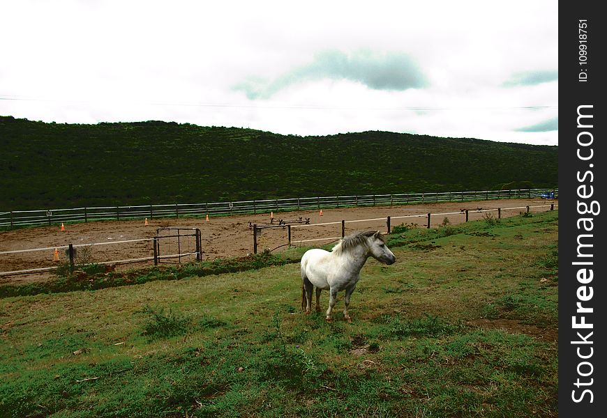 White Horse On Green Grass Field With Fence