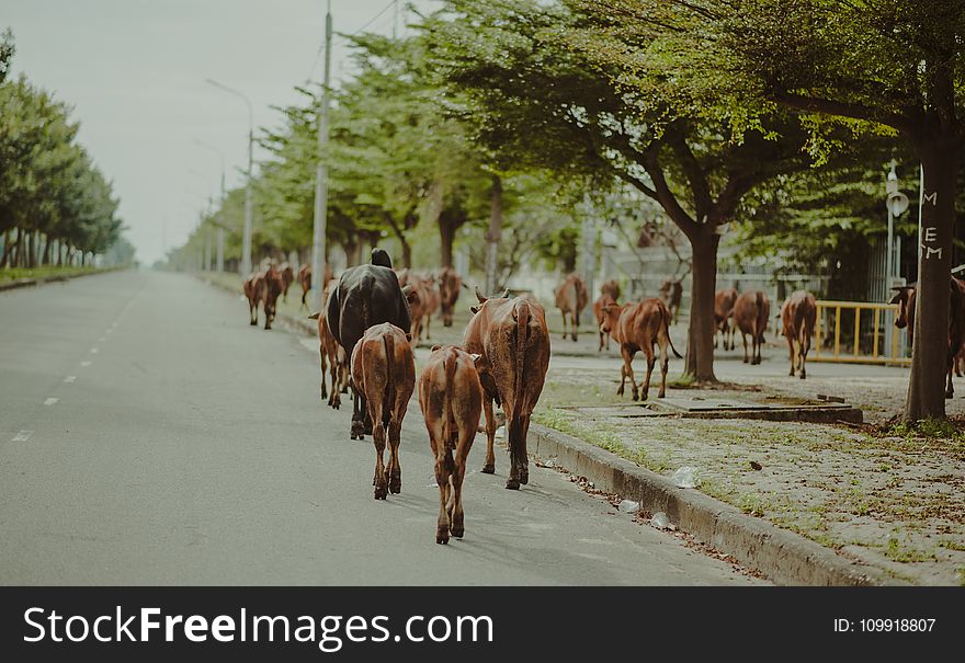 Brown and Black Cattle Walking on Street