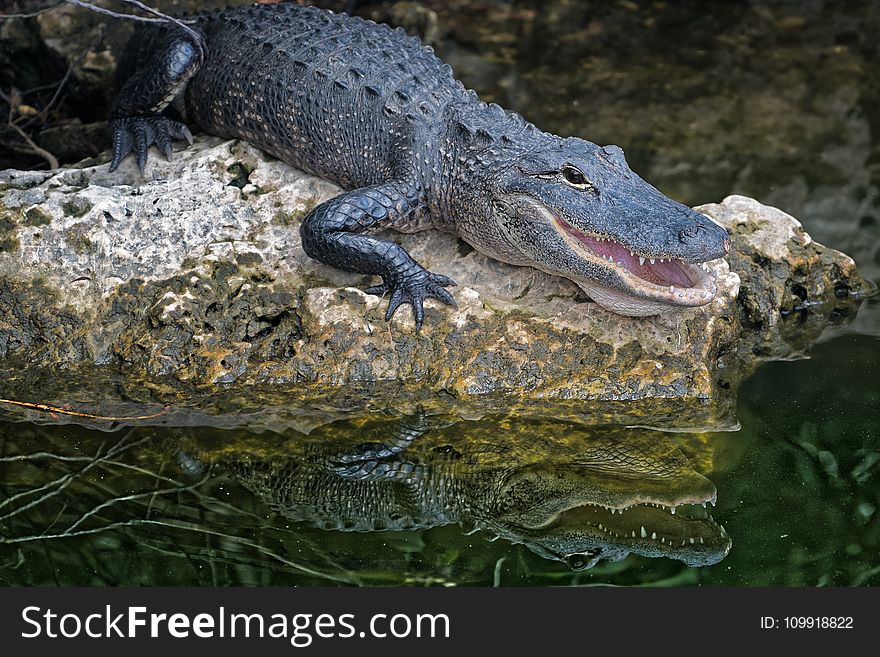 Selective Focus Photography of Crocodile
