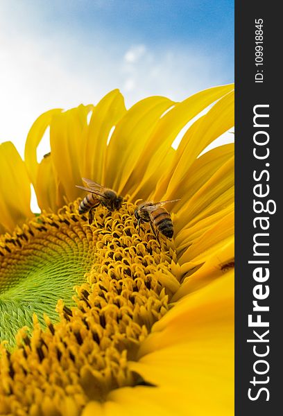 Macro Photo of Bumblebees on Yellow Sunflower