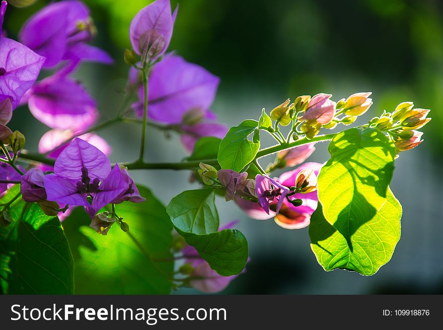 Selective Focus Photography of Purple Petaled Flowers