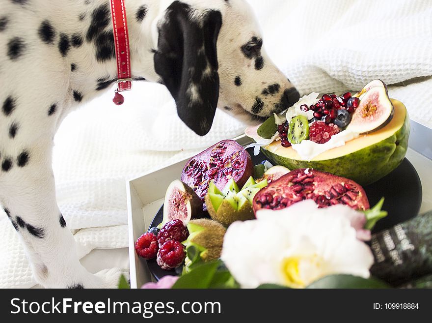 Black and White Dalmatian Dog Eating Fruits