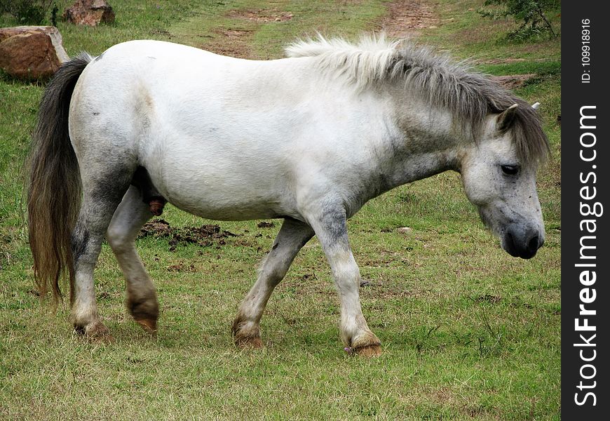 White And Grey Horse