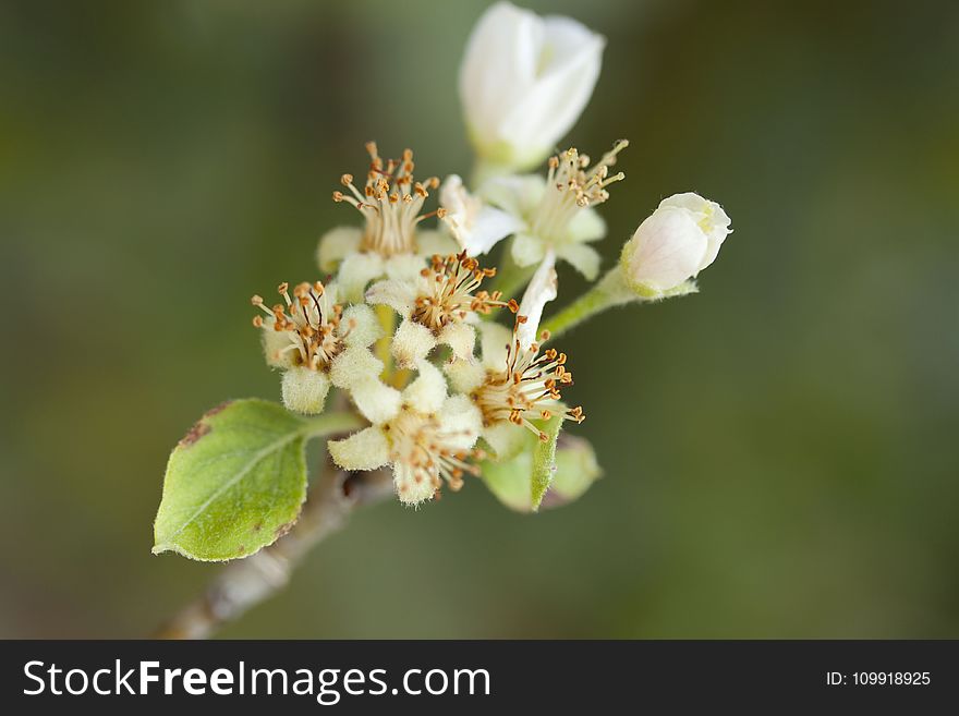 Selective Photography of White Flower