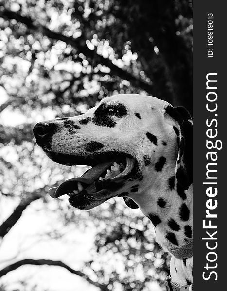 White and Black Dalmation