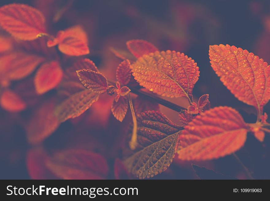 Shallow Focus Photo of Red and Brown Leaves